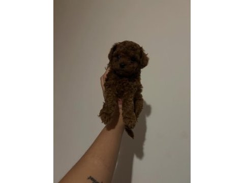Kore toy poodle yavrular