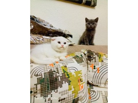 50 günlük british shorthair yavrularım uygun ücretli