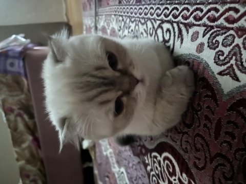 Scottish fold