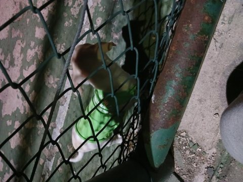 Erkek şivava köpekler