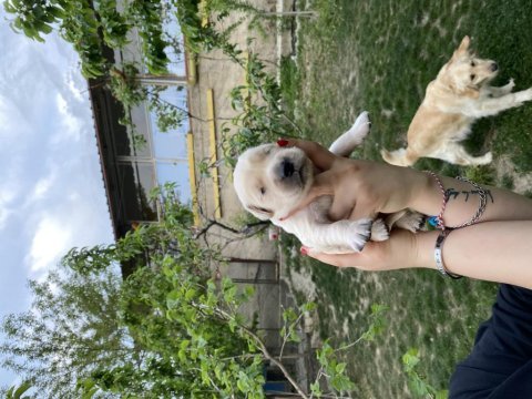 Golden retriever