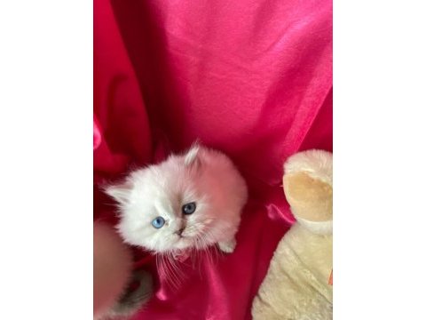 Safkan british longhair bebeklerim