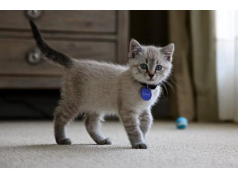 Mükemmel kalitede british shorthair yavrularımız