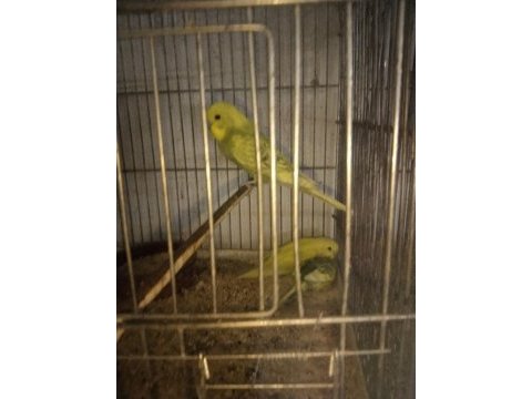 Her renkyavru muhabbet kuşu vardır