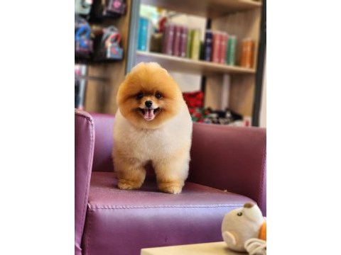 Muhteşem pomeranian boo