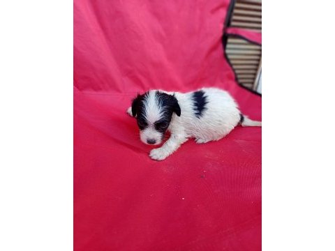 Terrier bebeklerimiz