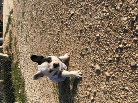3 aylık maskeli french bulldog