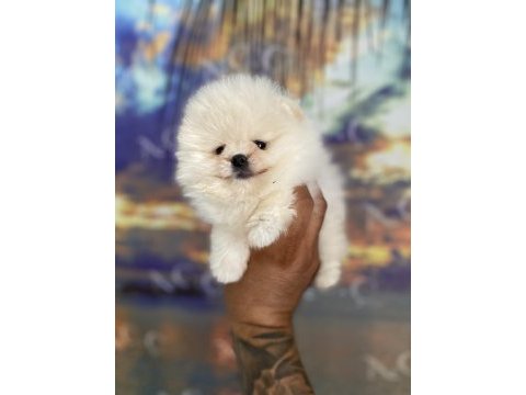 Orjinal ayı surat teacup pomeranian