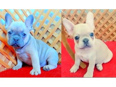 Compact blue quad french bulldog yavrular izmir