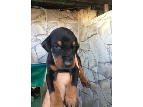 Doberman secereli yavrular