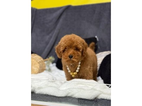 A kalite toy poodle yavrularım