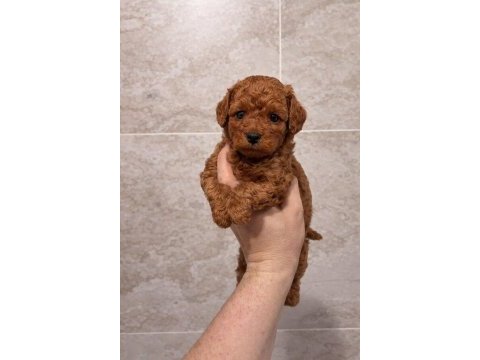 Mini boy toy poodle yavrular
