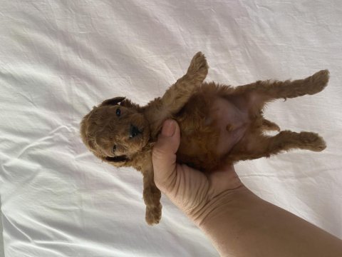 Toy poodle ırk ve sağlık garantili
