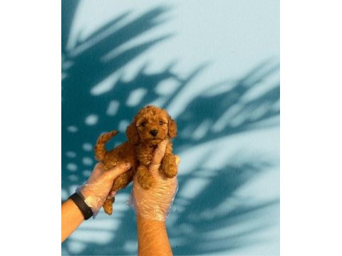 Tüy dökmeyen mükemmel toy poodle yavrular