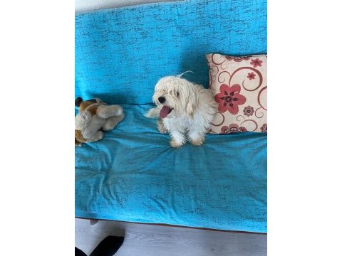 Acil ömürlük yuva ücretsiz sahiplendirme köpeğimiz