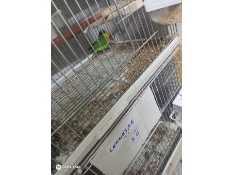 Irk değişikliği için cennet papağanlar