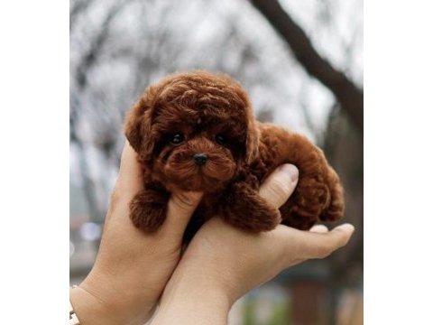 Özenle büyütülmüş toy poodle yavrular