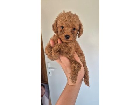 En iyisi en küçüğü orjinal safkan poodle