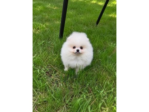 Pomeranian boo üst düzey