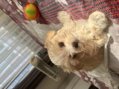 Tea cup erkek yavru maltipoo