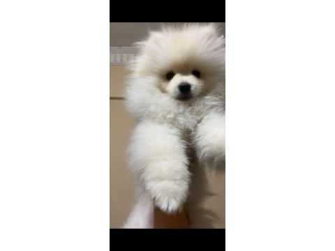 Pomeranian köpeğimiz