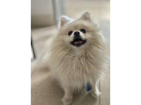 En uygun aşılı pomeranian