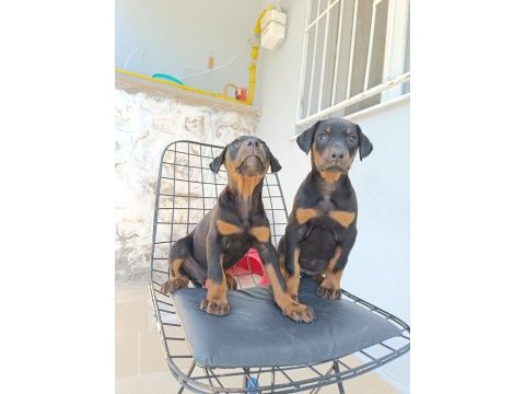 Doberman yavrularımız
