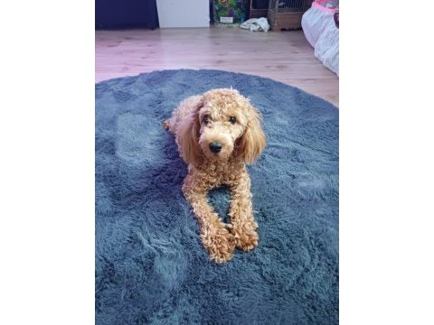 6 aylık dişi poodle linda