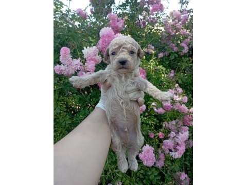 Apricot poodle yavrularımız 60 günlük