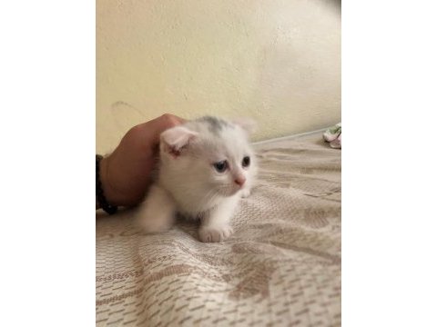 55 günlük scottish fold yavrumuz