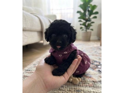 Çok uyguna teacup minik köpekler