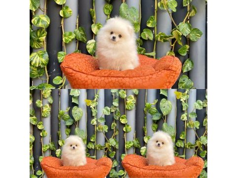 Pomeranian boo köpekler bodrum