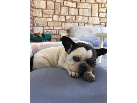 Ücretsiz sahiplendirme french bulldog