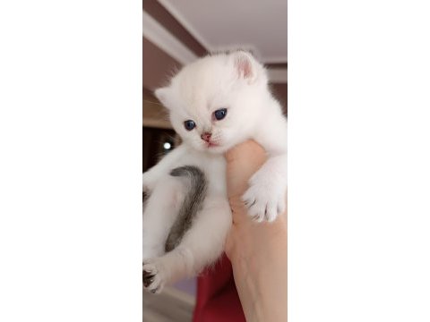 British longhair ve shorthair yavru kediler