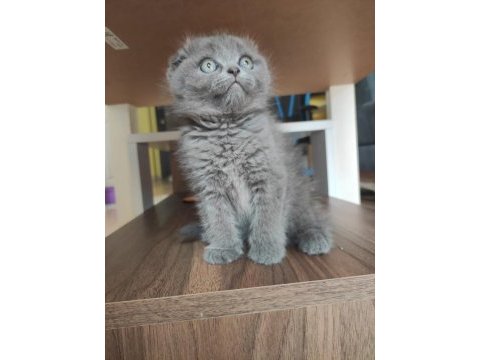 Gri scottish fold dişi ve erkek kedi
