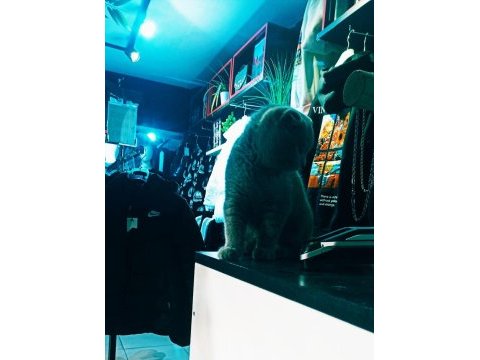 British kedim shorthair