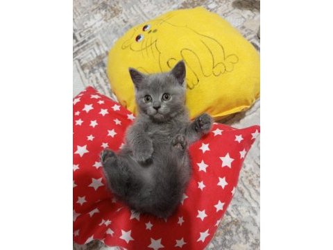 2 aylık british shorthair miniğim yeni yuvasına hazır