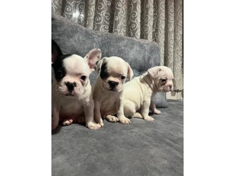 Harika fransız bulldog bebekler
