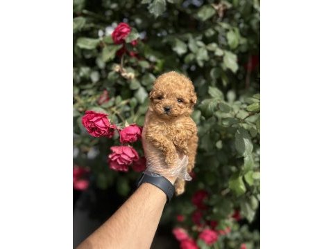 Gerçek micro teacup poodle bebekler