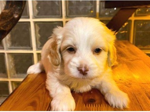 Xs maltipoo bebeklerimiz