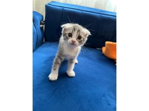 Bu tatlı scottish fold yavruları sahiplendirmek istiyoruz