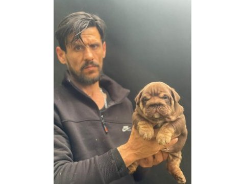 Sitenin en renkli en mütevazi ingiliz bulldogları