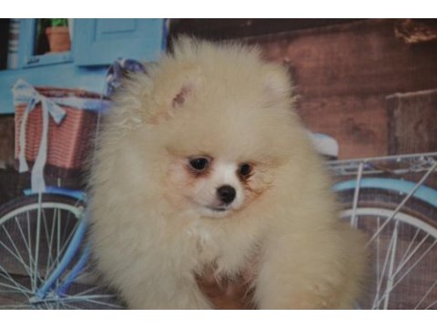 Pomeranian boo antalya dişi