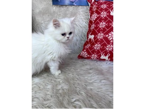 British longhair mavi göz dişi bebek