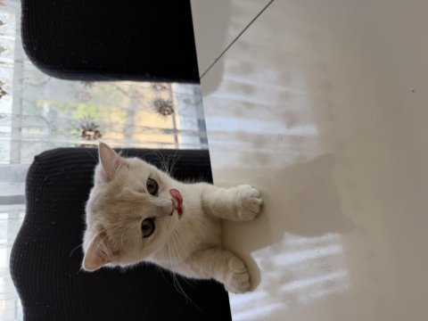 British shorthair 6 aylık