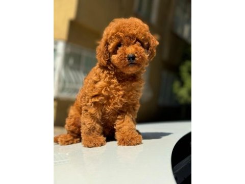 Show kalite toy poodle yavru köpekler