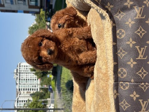 Red toy poodle bebekler