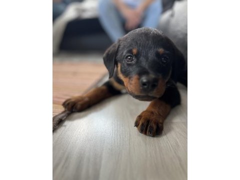 Orjinal safkan rottweiler uyguna vereceğim