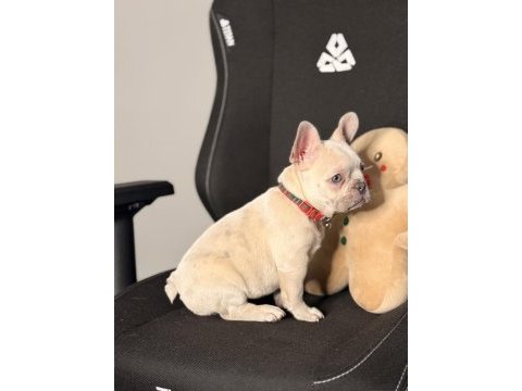 71 günlük safkan french bulldog bebek