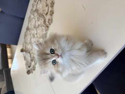 British longhair erkek yavru
